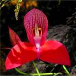 Swellendam Flowers